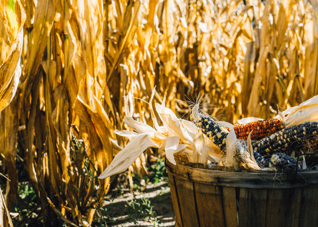 Держзакупівлі продуктів харчування: шлях до перемоги