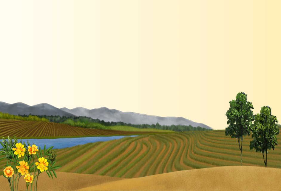 Аукціони земельних ділянок