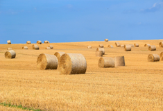 ТОП-6 помилок при публікації оголошень земельних аукціонів