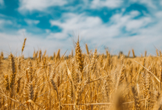 ЗУ “Про публічні закупівлі” чи Постанова № 169: думки експертів