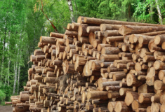 Закупівля тижня у Prozorro Market. Деревина