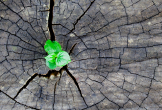 Майданчик Zakupki.Prom стає Zakupivli.Pro